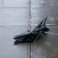 Discarded Umbrella Carcasses, NYC