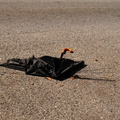 Discarded Umbrella Carcasses, NYC