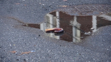 Discarded Umbrella Carcasses, NYC