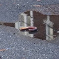 Discarded Umbrella Carcasses, NYC