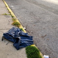 Discarded Umbrella Carcasses, NYC