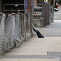 Discarded Umbrella Carcasses, NYC