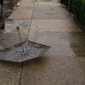 Discarded Umbrella Carcasses, NYC