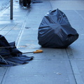 Discarded Umbrella Carcasses, NYC