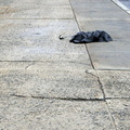 Discarded Umbrella Carcasses, NYC