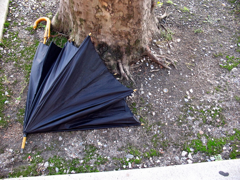 Discarded Umbrella Carcasses, NYC