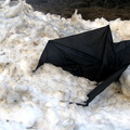 Discarded Umbrella Carcasses, NYC