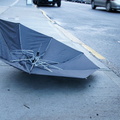 Discarded Umbrella Carcasses, NYC