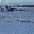 Discarded Umbrella Carcasses, NYC