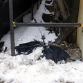 Discarded Umbrella Carcasses, NYC