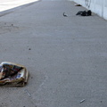 Discarded Umbrella Carcasses, NYC