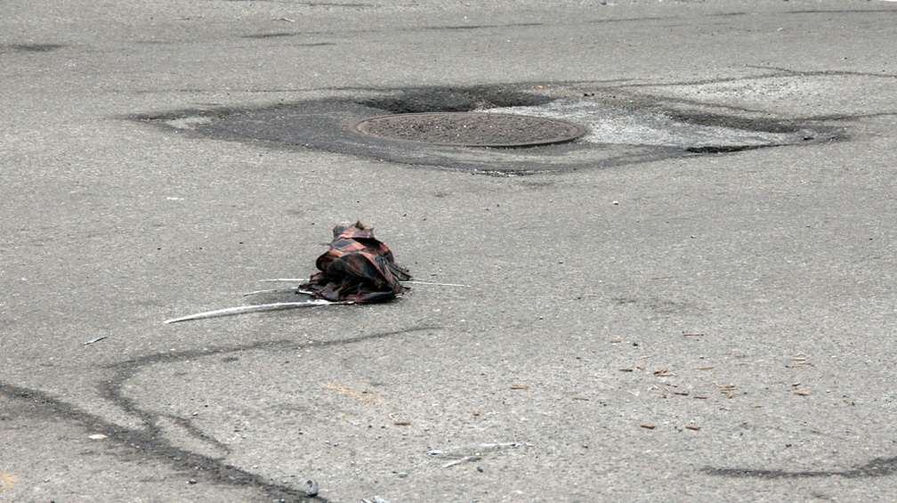 Discarded Umbrella Carcasses, NYC