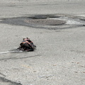 Discarded Umbrella Carcasses, NYC