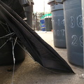 Discarded Umbrella Carcasses, NYC