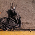 Discarded Umbrella Carcasses, NYC