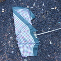 Discarded Umbrella Carcasses, NYC