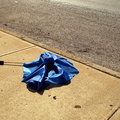 Discarded Umbrella Carcasses, NYC