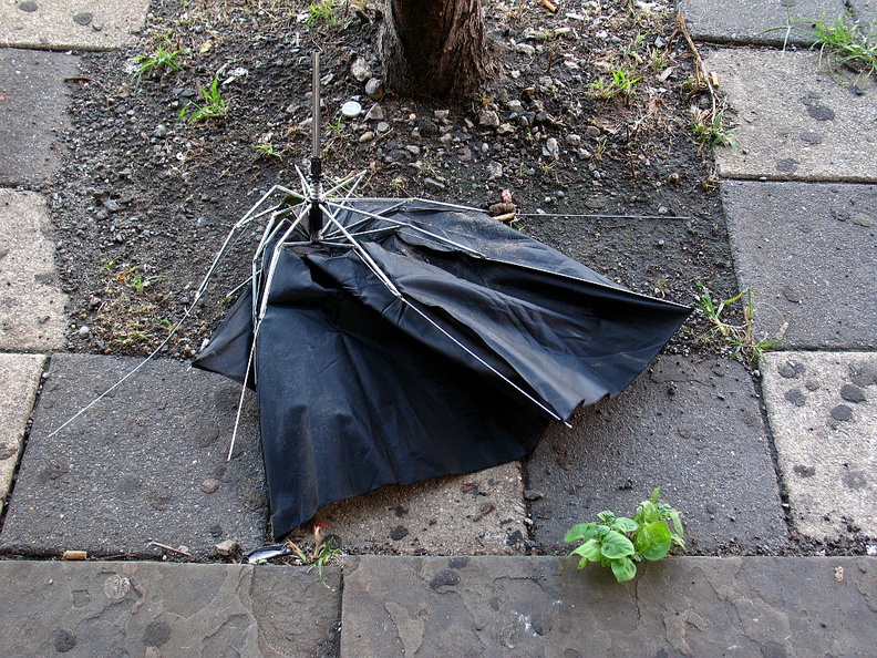 Discarded Umbrella Carcasses, NYC