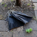 Discarded Umbrella Carcasses, NYC