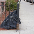 Discarded Umbrella Carcasses, NYC