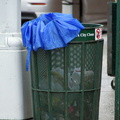 Discarded Umbrella Carcasses, NYC