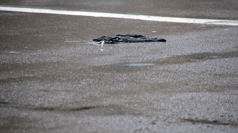 Discarded Umbrella Carcasses, NYC