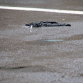 Discarded Umbrella Carcasses, NYC