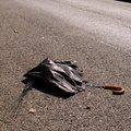 Discarded Umbrella Carcasses, NYC