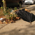 Discarded Umbrella Carcasses, NYC