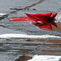 Discarded Umbrella Carcasses, NYC