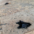 Discarded Umbrella Carcasses, NYC