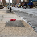 Discarded Umbrella Carcasses, NYC