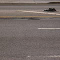 Discarded Umbrella Carcasses, NYC