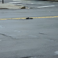 Discarded Umbrella Carcasses, NYC