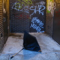 Discarded Umbrella Carcasses, NYC