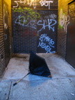 Discarded Umbrella Carcasses, NYC