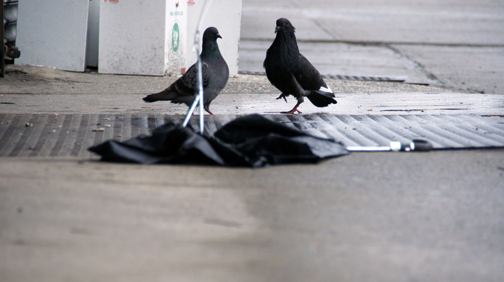 Discarded Umbrella Carcasses, NYC