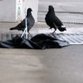 Discarded Umbrella Carcasses, NYC