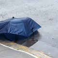 Discarded Umbrella Carcasses, NYC