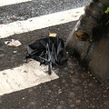 Discarded Umbrella Carcasses, NYC