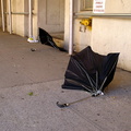 Discarded Umbrella Carcasses, NYC