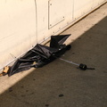 Discarded Umbrella Carcasses, NYC