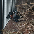 Discarded Umbrella Carcasses, NYC