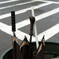 Discarded Umbrella Carcasses, NYC