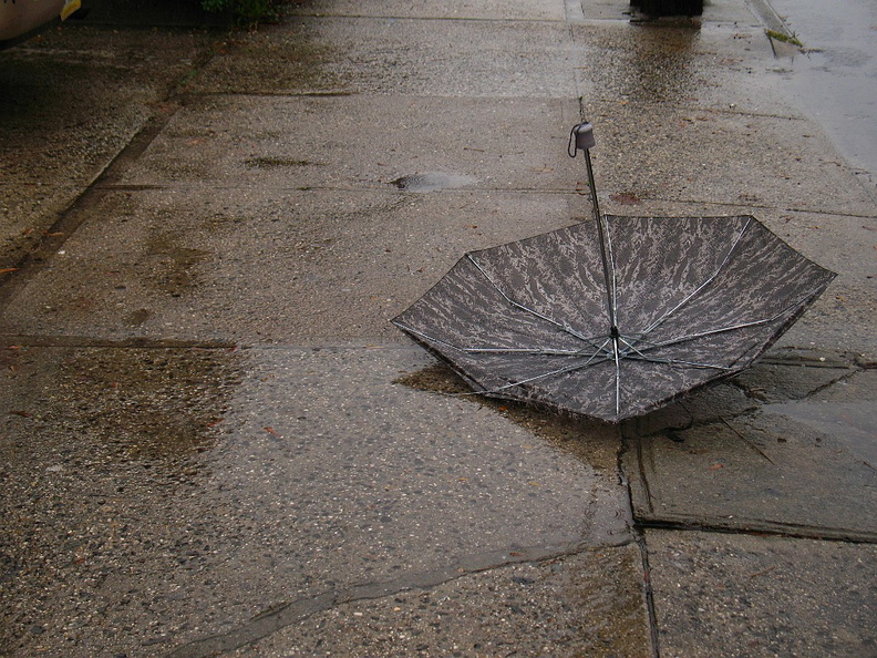 Discarded Umbrella Carcasses, NYC