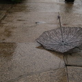 Discarded Umbrella Carcasses, NYC