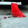 Discarded Umbrella Carcasses, NYC