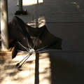 Discarded Umbrella Carcasses, NYC