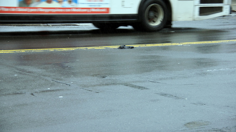 Discarded Umbrella Carcasses, NYC