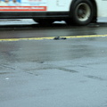 Discarded Umbrella Carcasses, NYC